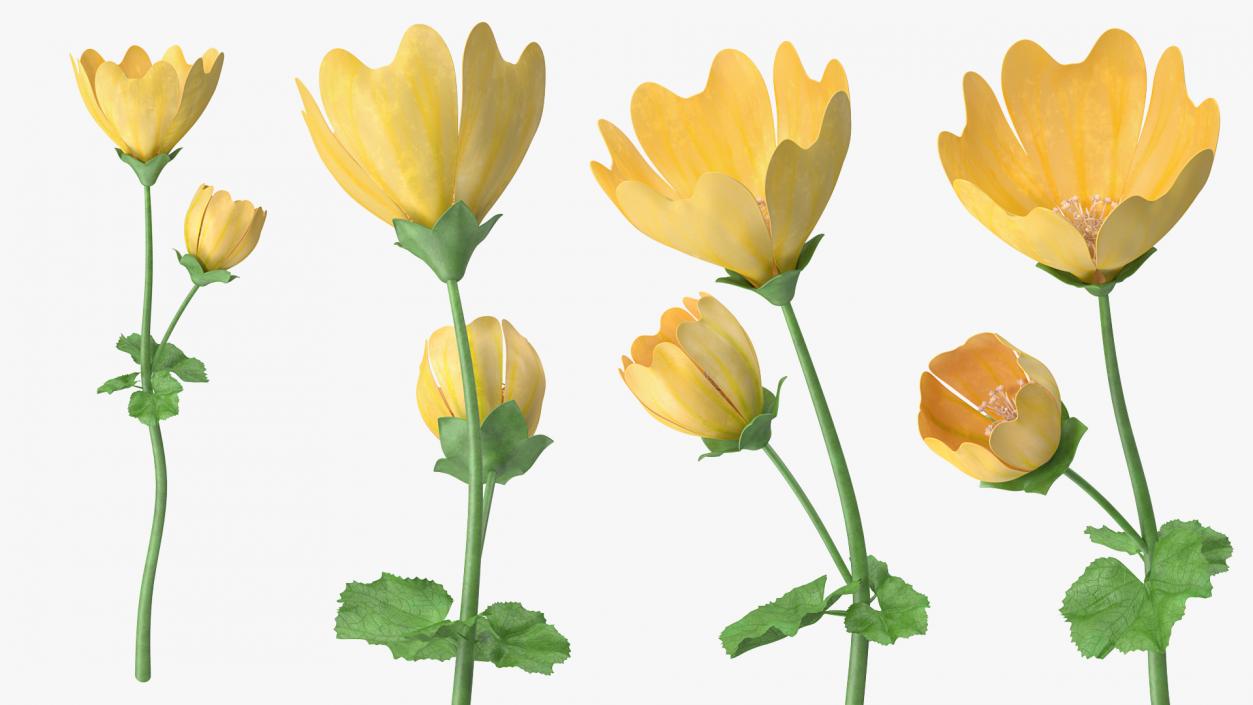 Yellow Malva Flower 3D model