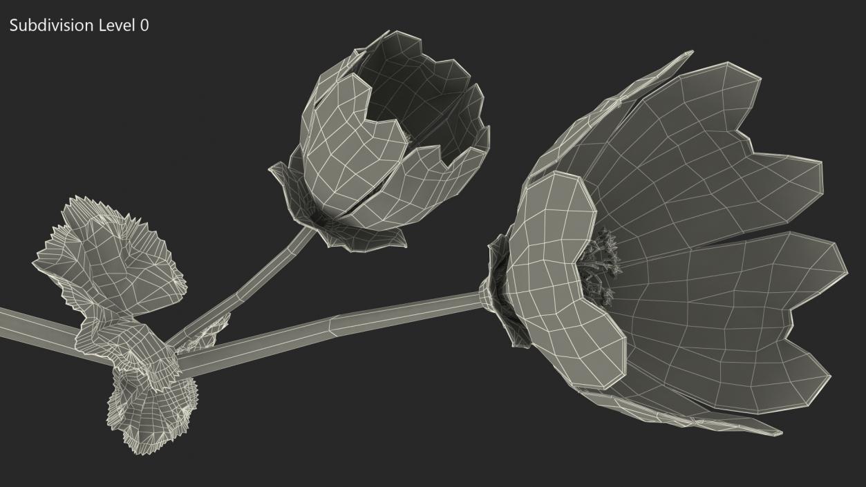 Yellow Malva Flower 3D model