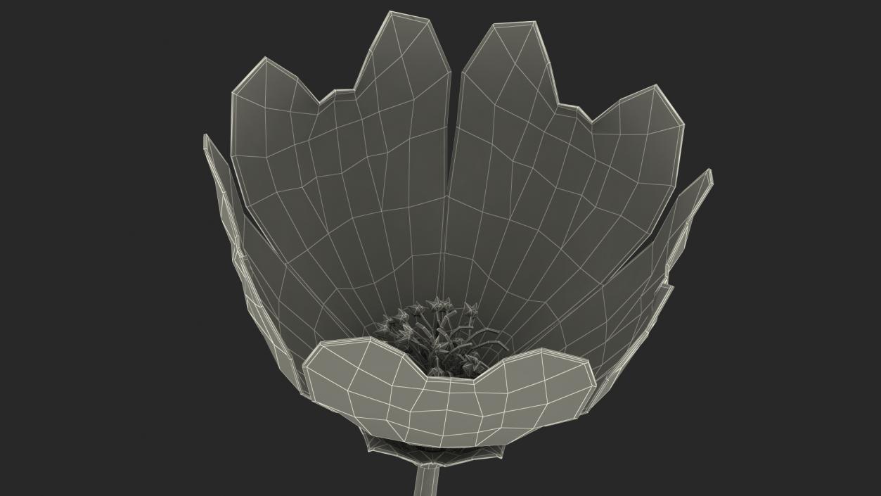 Yellow Malva Flower 3D model