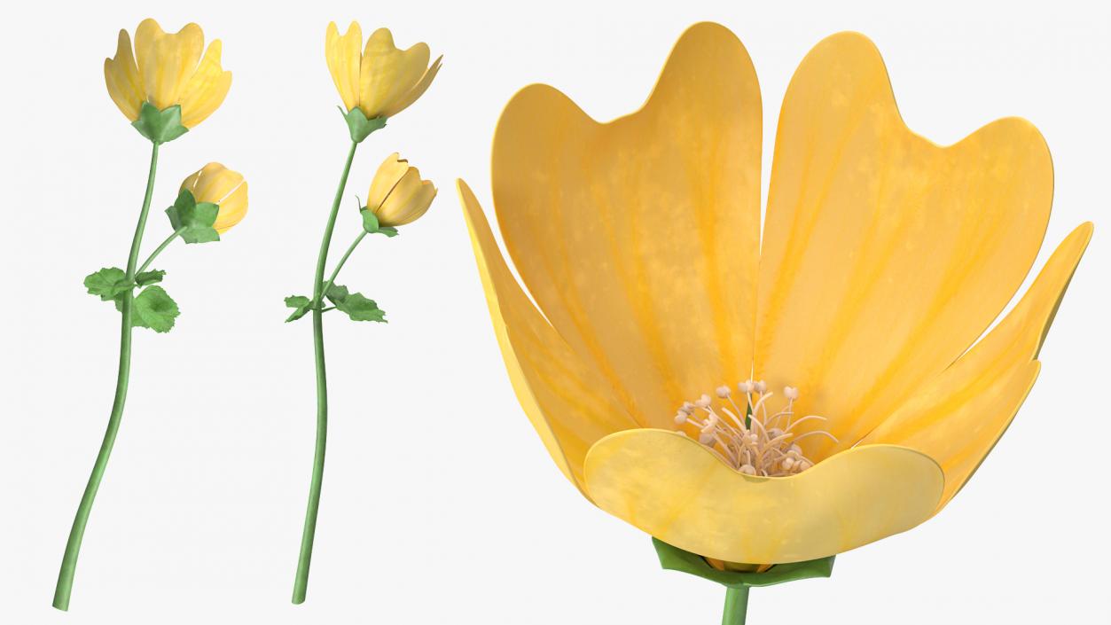 Yellow Malva Flower 3D model