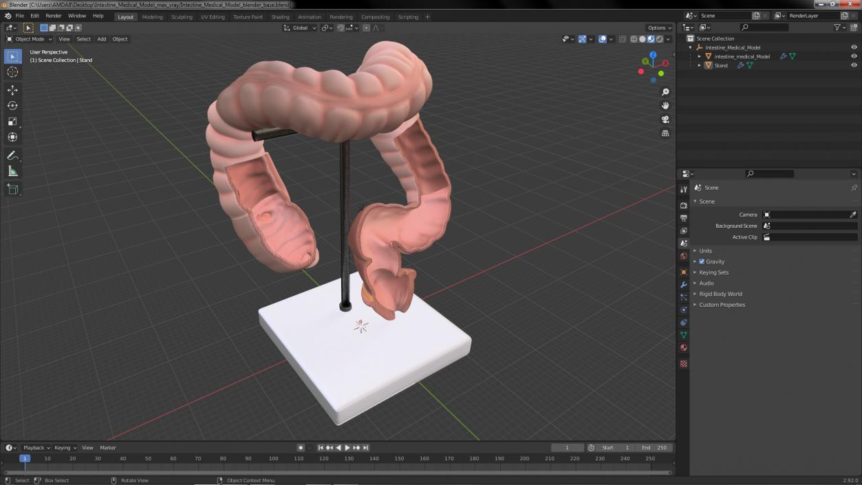 Intestine Medical 3D