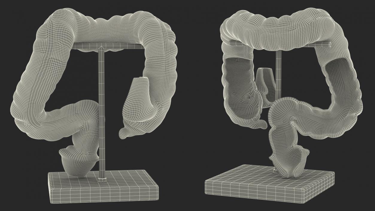 Intestine Medical 3D