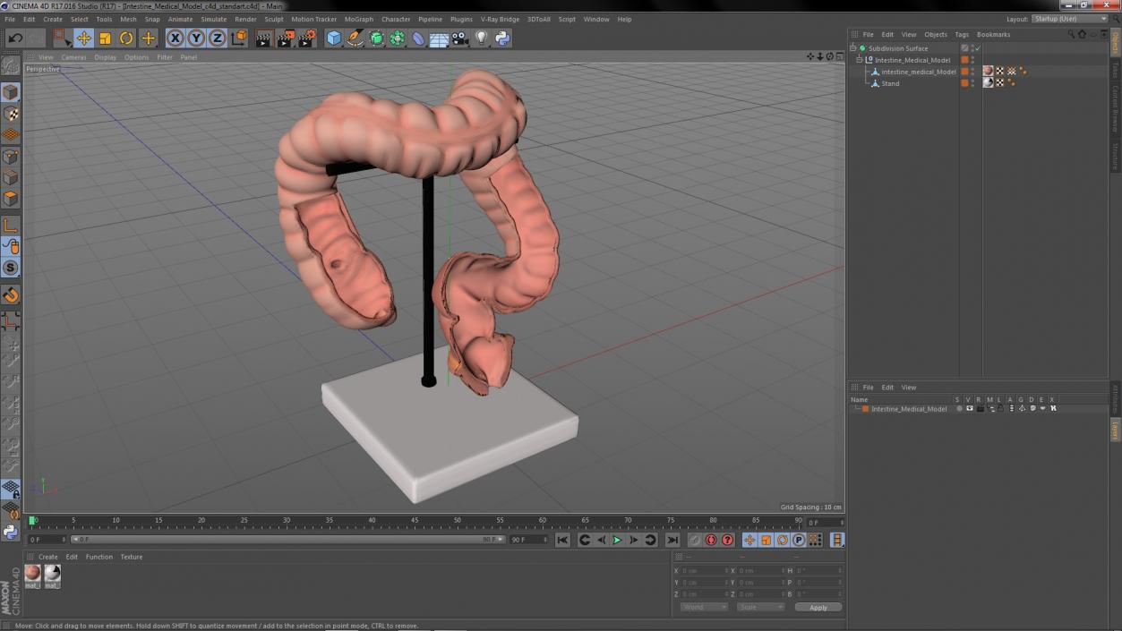 Intestine Medical 3D