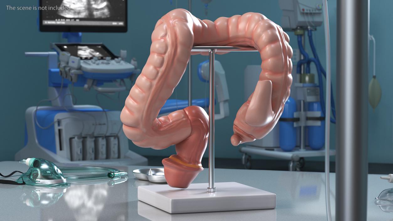 Intestine Medical 3D