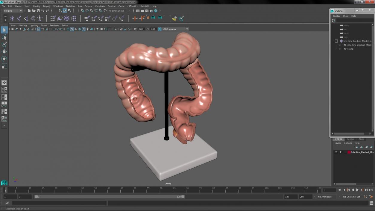 Intestine Medical 3D