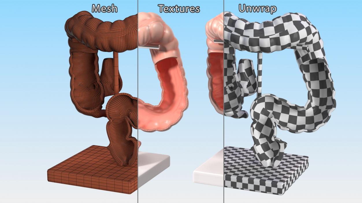 Intestine Medical 3D