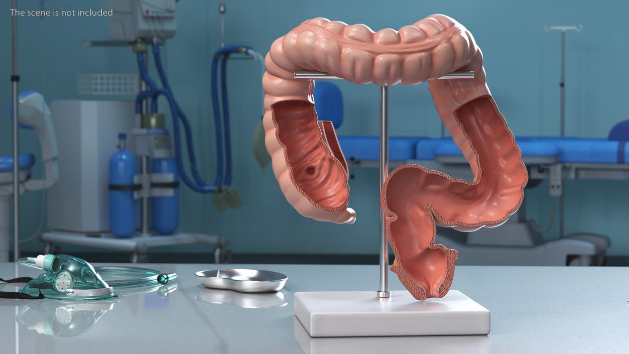 Intestine Medical 3D