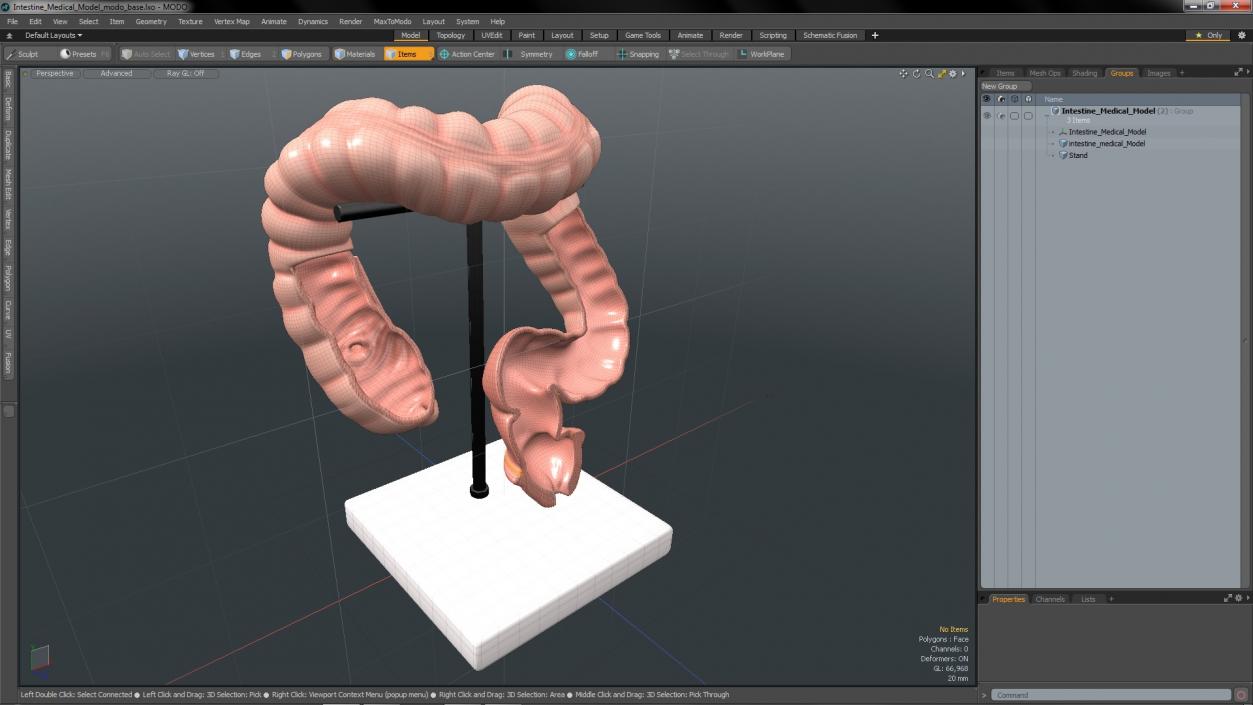 Intestine Medical 3D