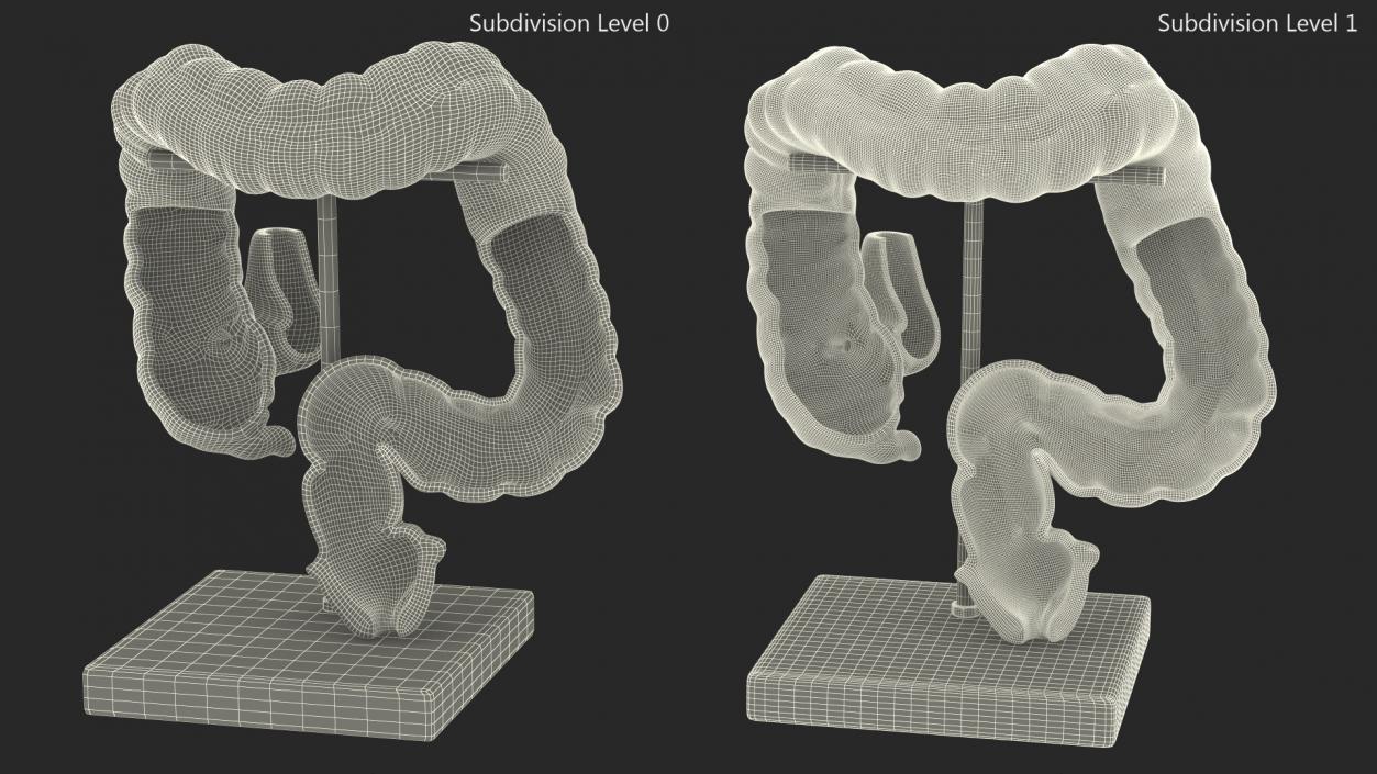 Intestine Medical 3D