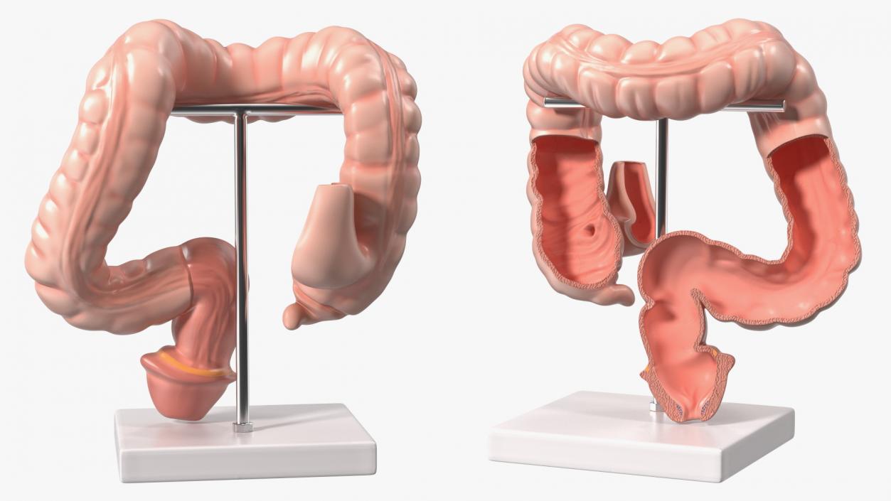 Intestine Medical 3D