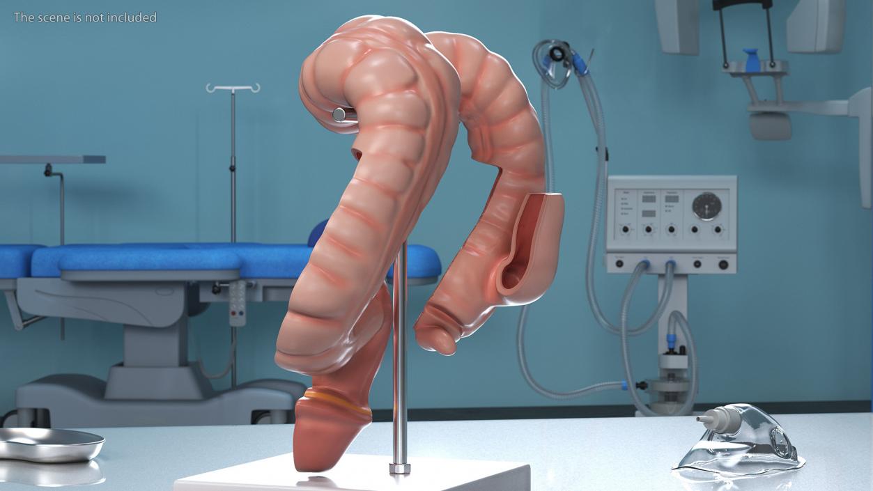 Intestine Medical 3D