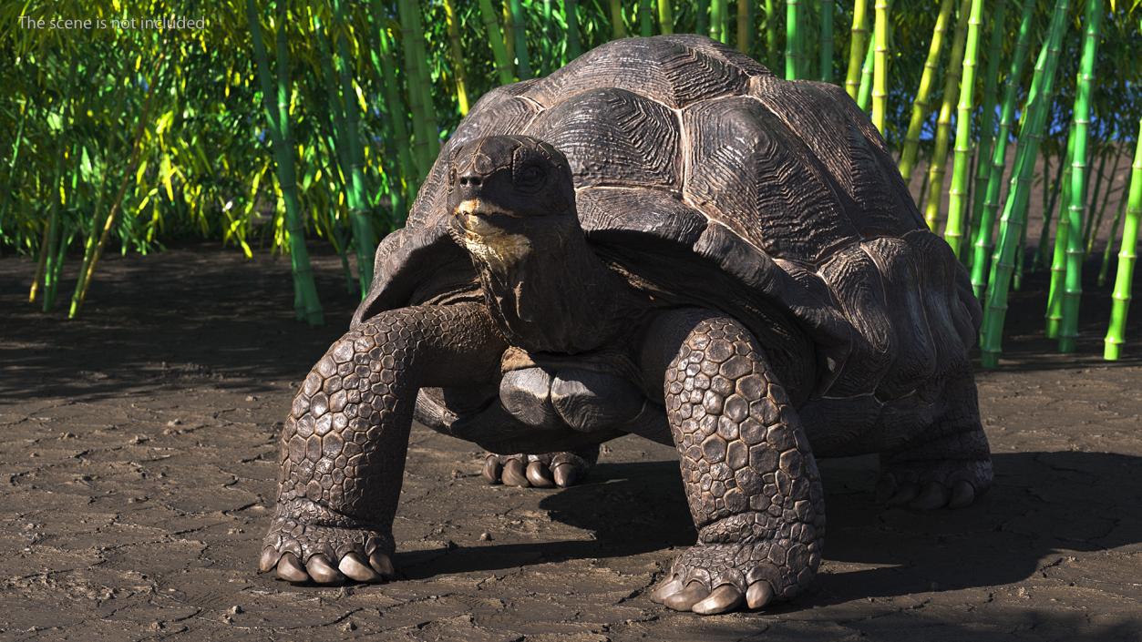 3D model Giant Tortoise Stand Pose