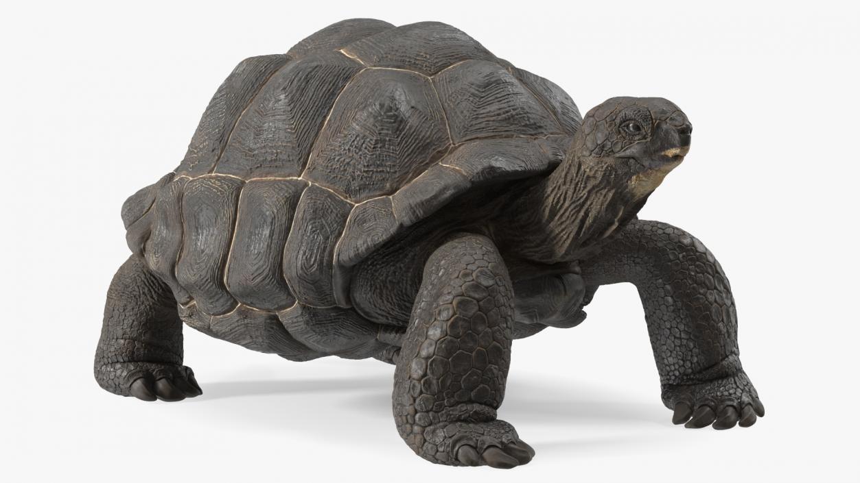 3D model Giant Tortoise Stand Pose