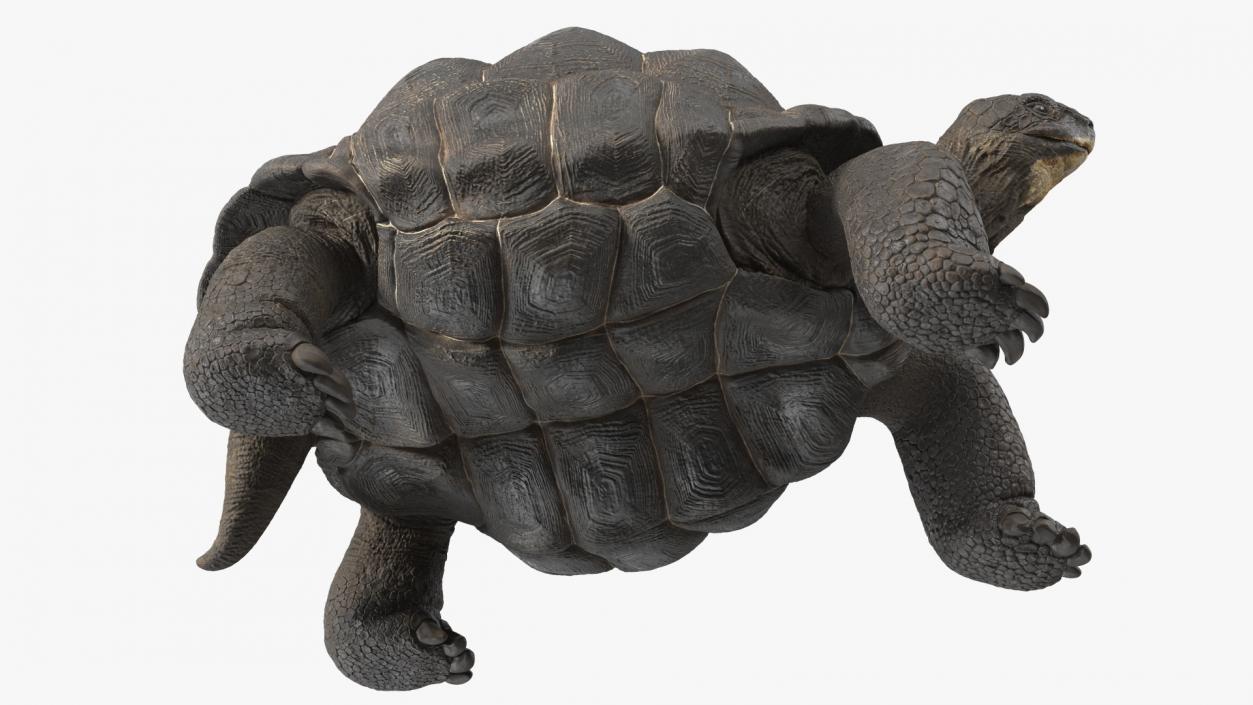 3D model Giant Tortoise Stand Pose