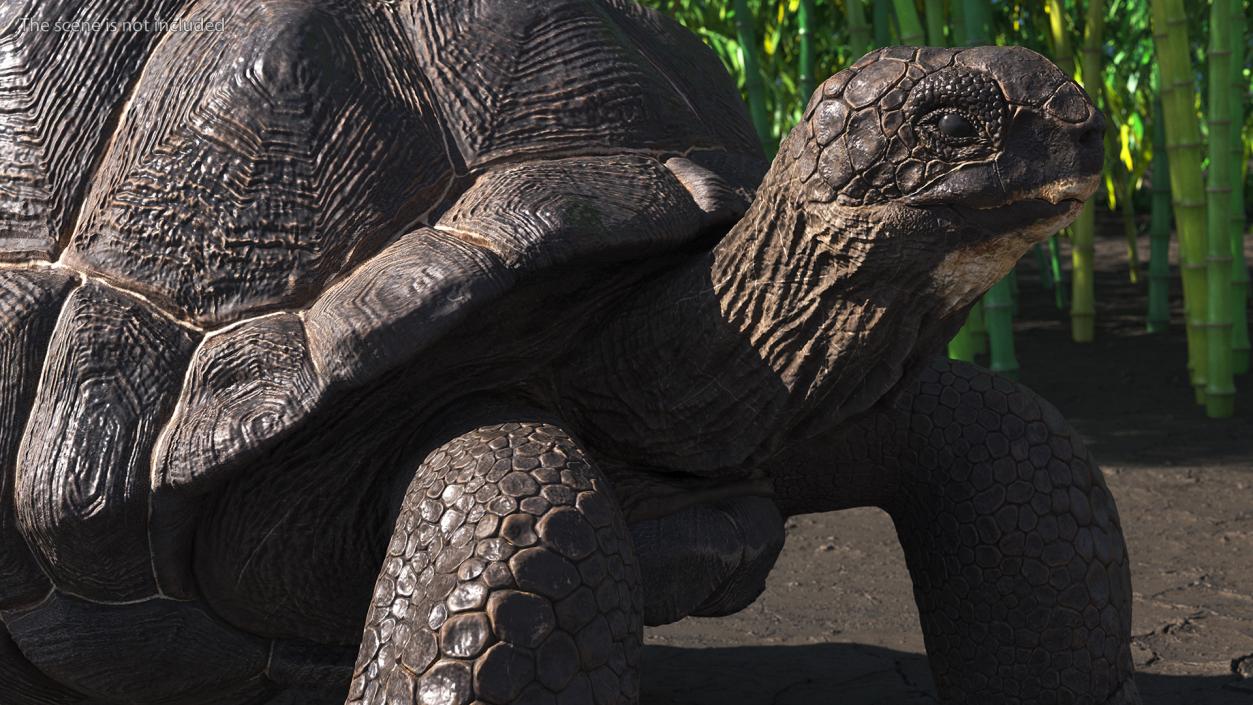 3D model Giant Tortoise Stand Pose