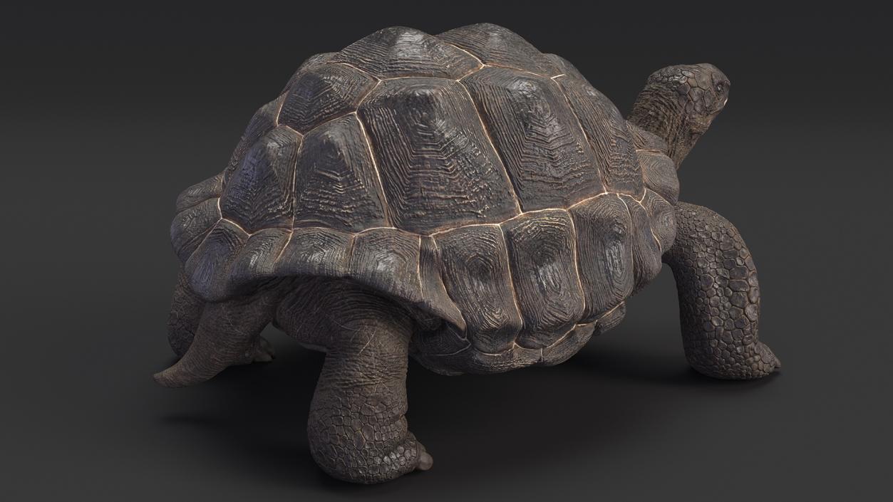 3D model Giant Tortoise Stand Pose