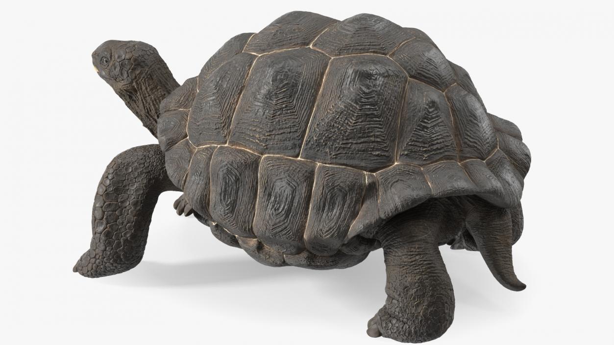 3D model Giant Tortoise Stand Pose