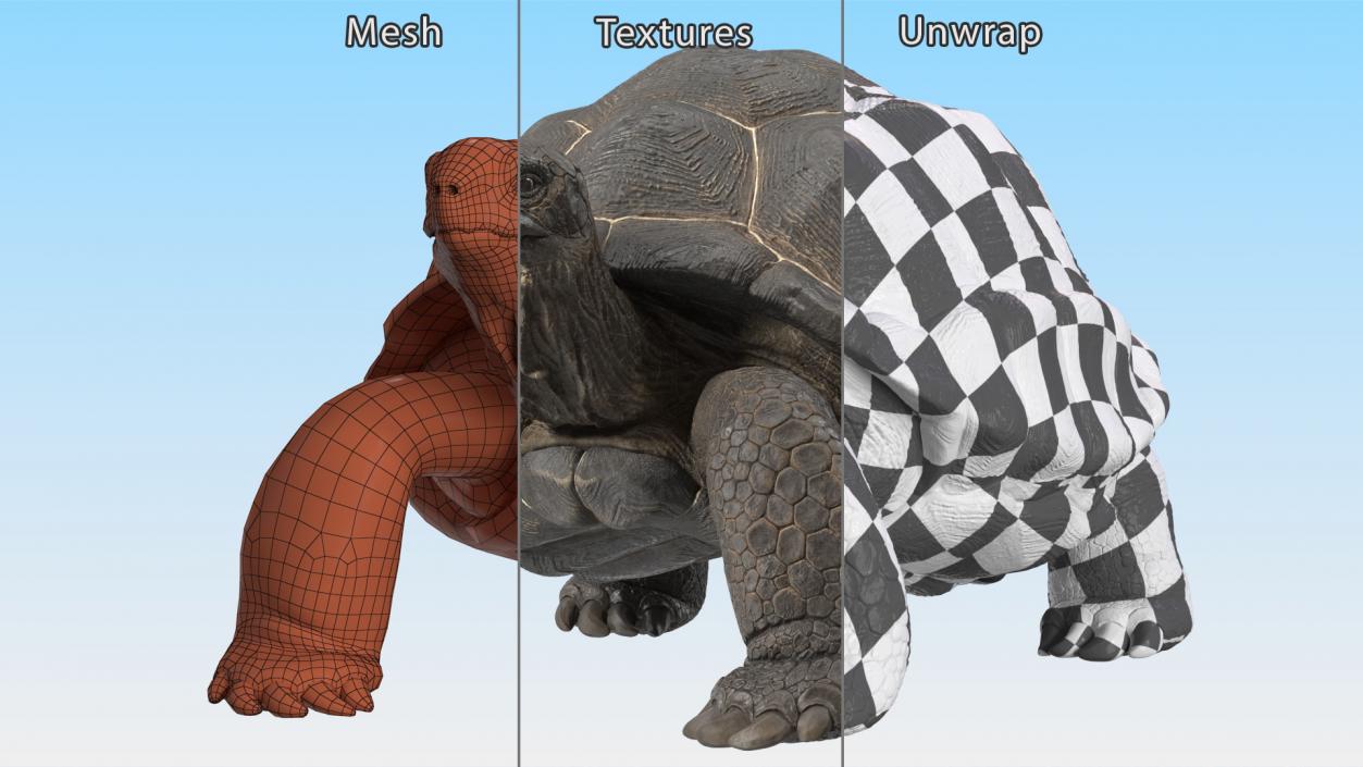 3D model Giant Tortoise Stand Pose