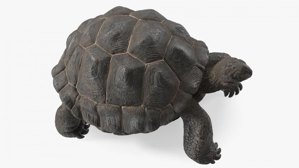 3D model Giant Tortoise Stand Pose