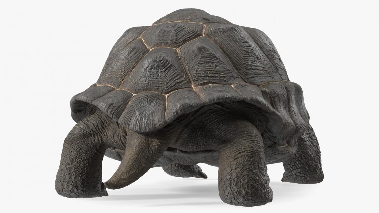 3D model Giant Tortoise Stand Pose