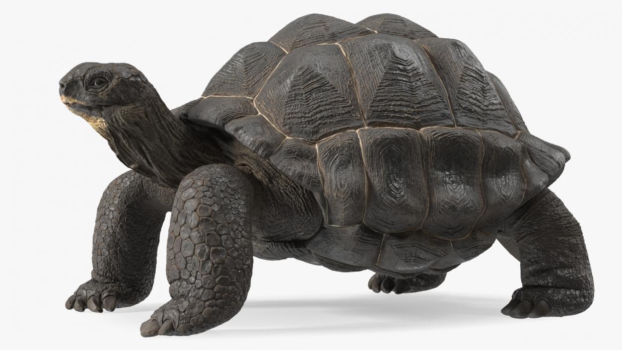 3D model Giant Tortoise Stand Pose