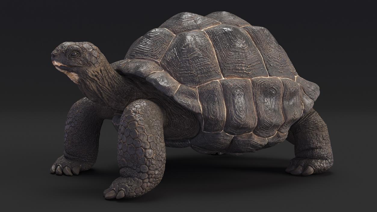 3D model Giant Tortoise Stand Pose