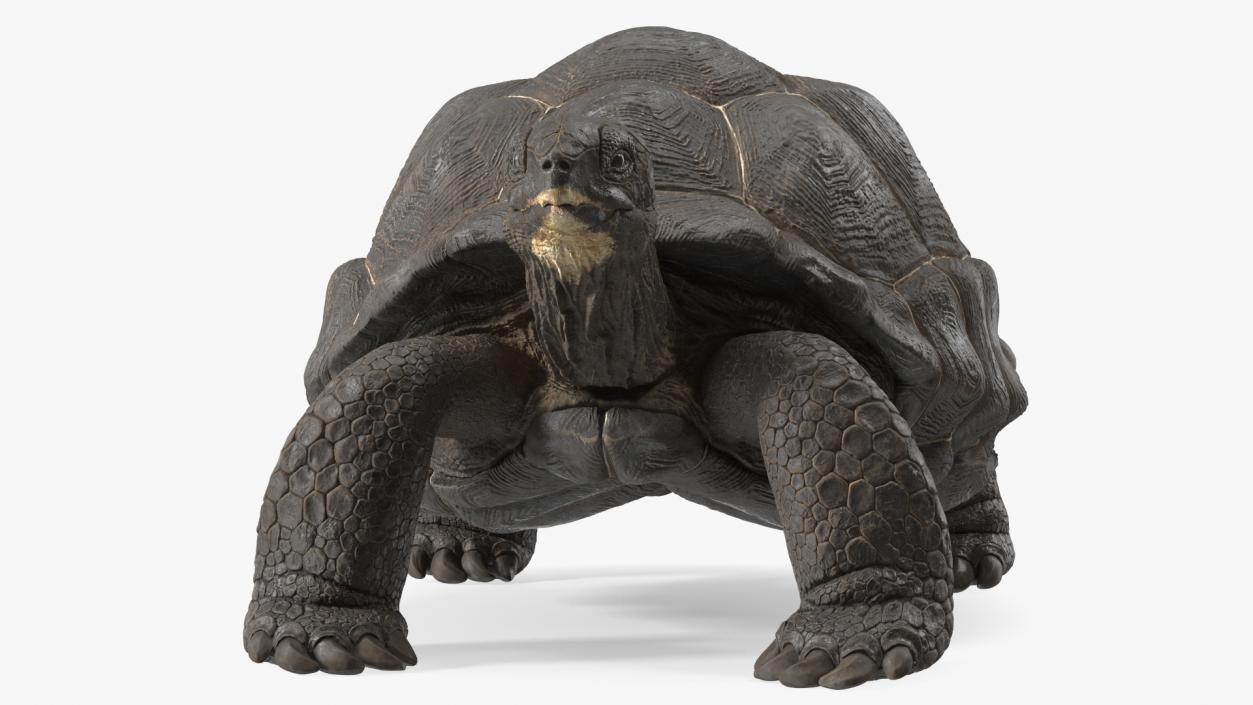 3D model Giant Tortoise Stand Pose