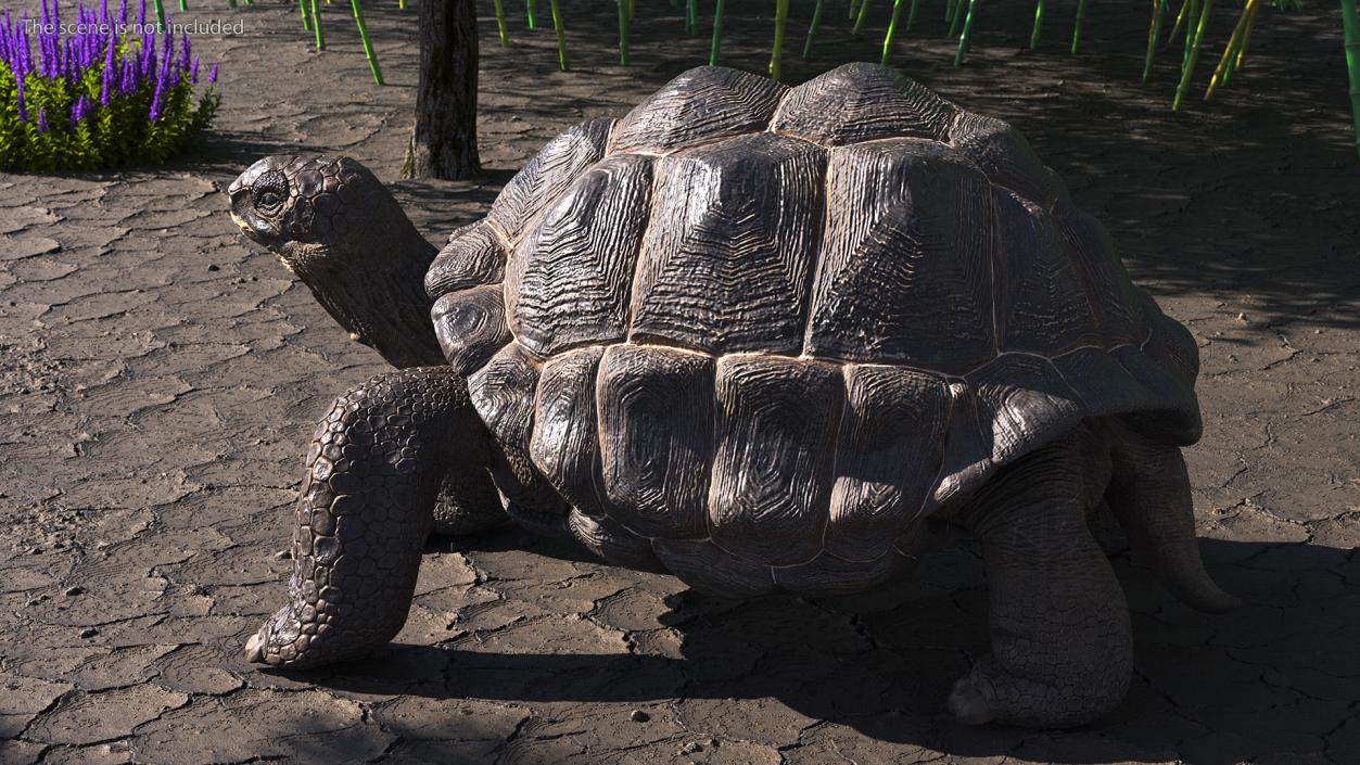 3D model Giant Tortoise Stand Pose