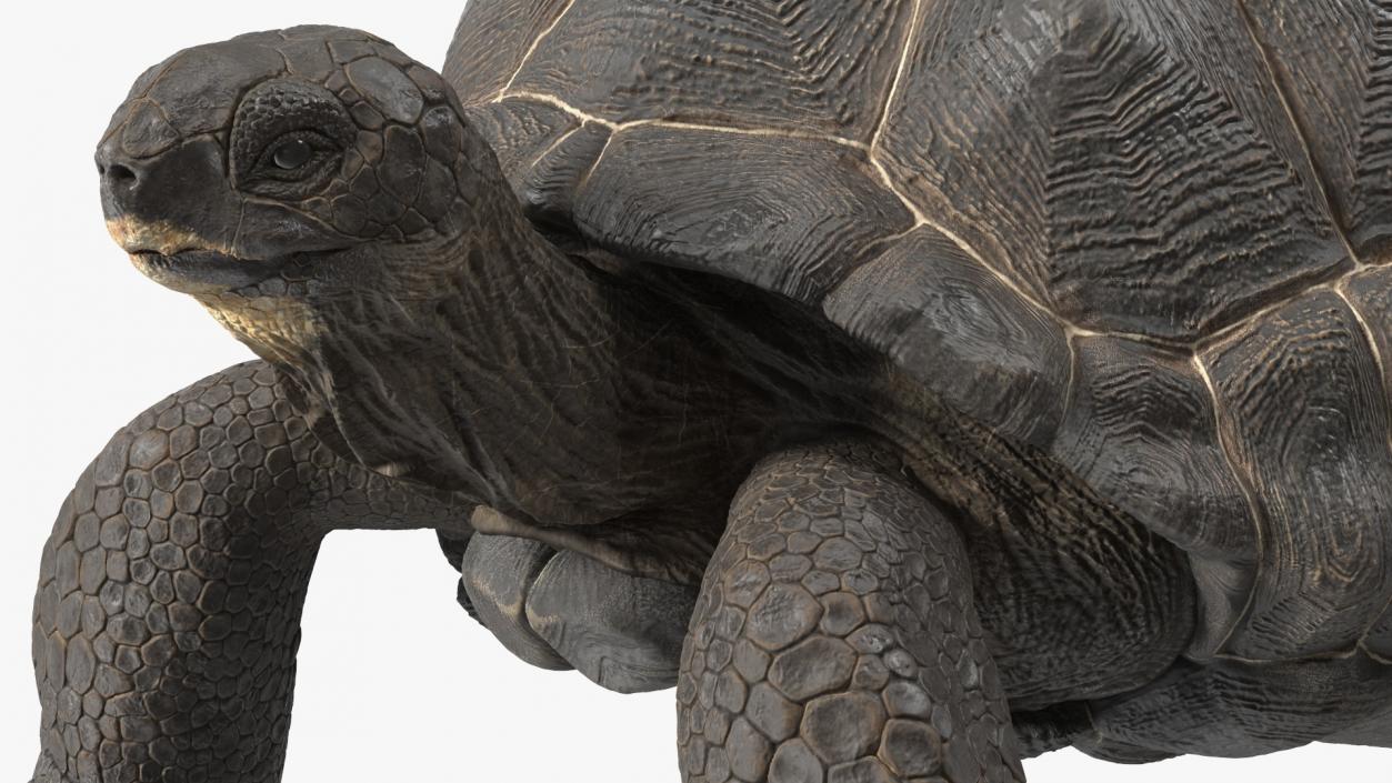 3D model Giant Tortoise Stand Pose