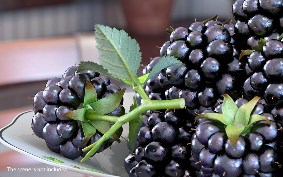 Blackberry with Leaves 3D