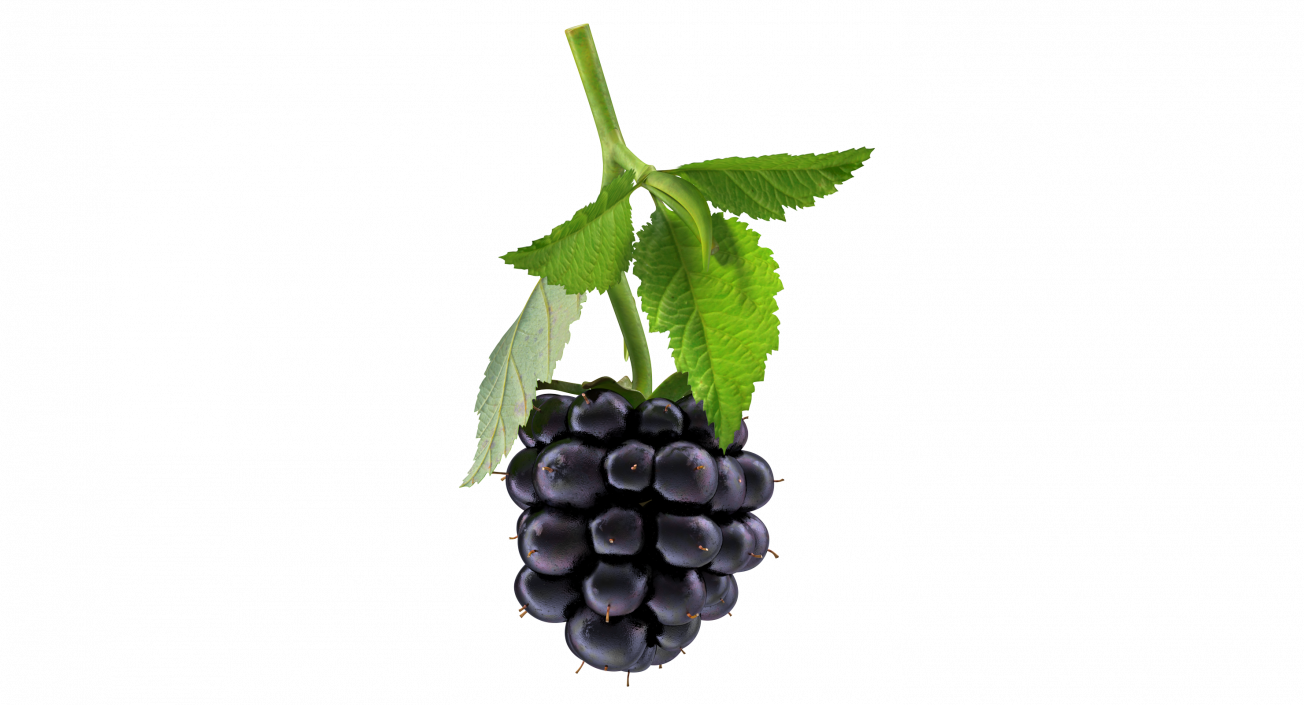 Blackberry with Leaves 3D