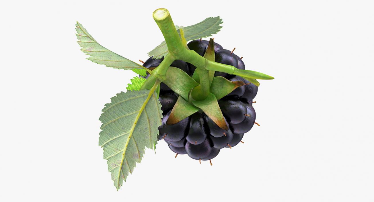 Blackberry with Leaves 3D