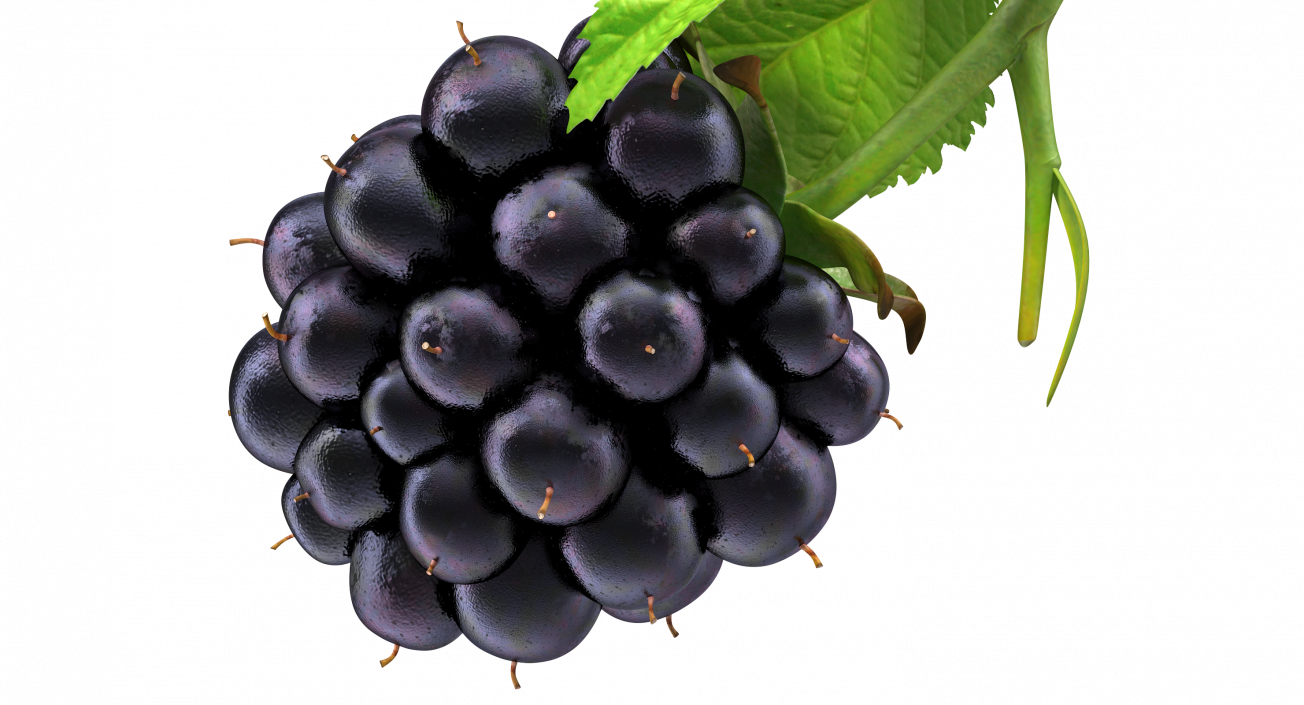 Blackberry with Leaves 3D