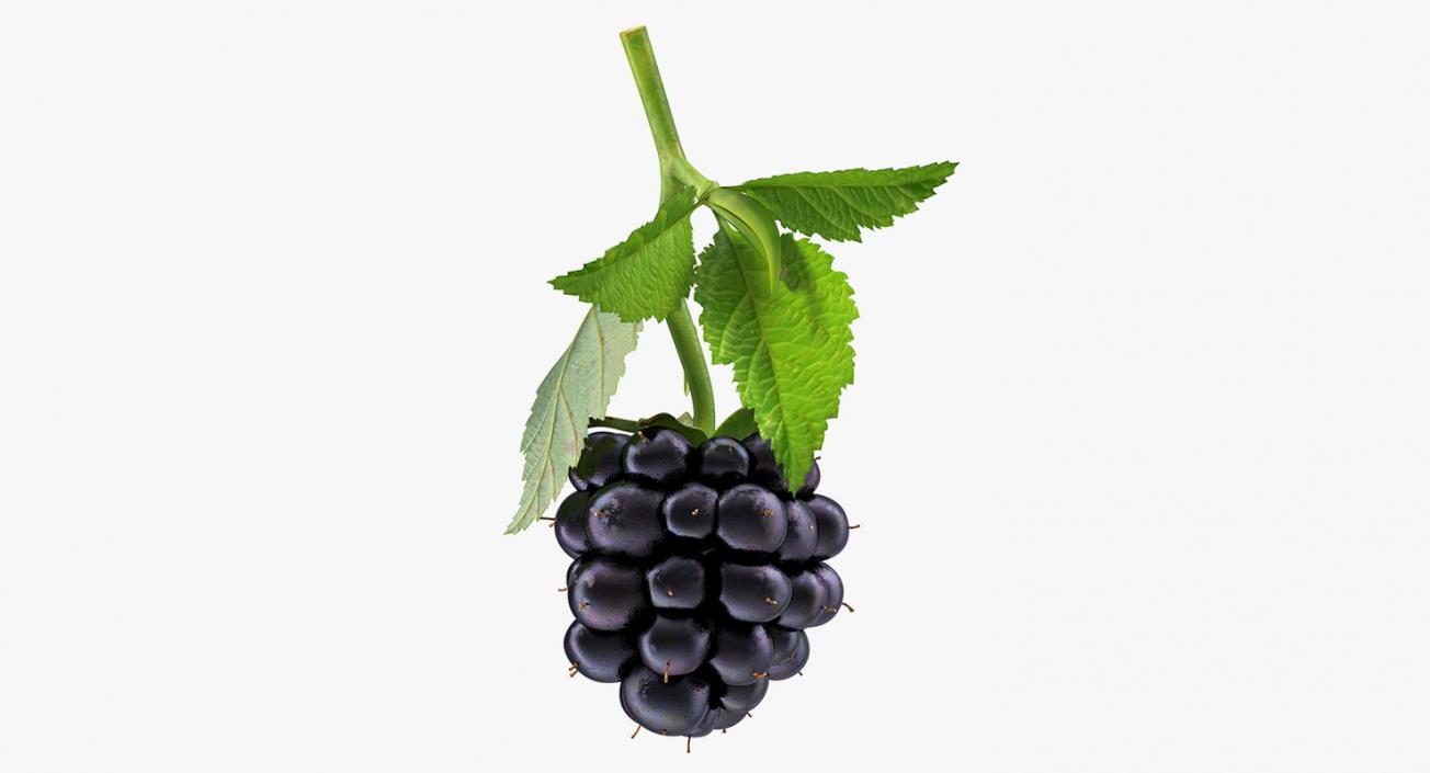 Blackberry with Leaves 3D