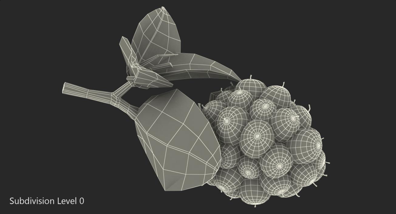 Blackberry with Leaves 3D