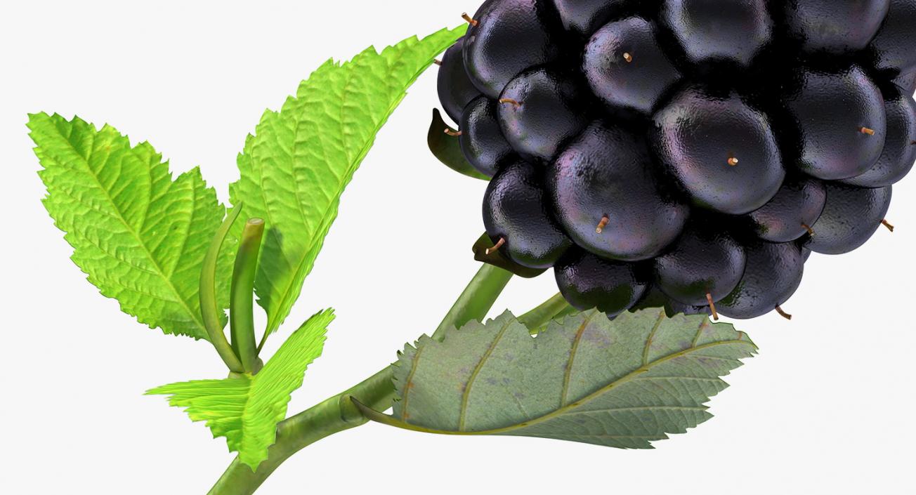 Blackberry with Leaves 3D