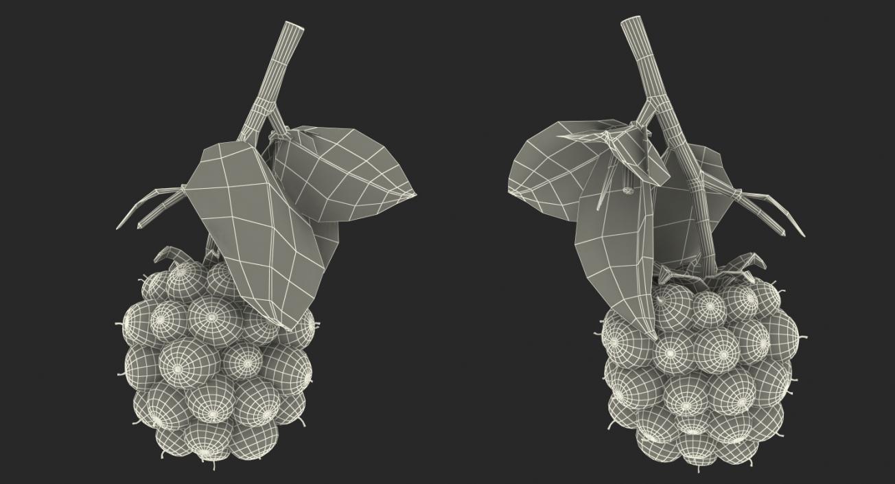 Blackberry with Leaves 3D