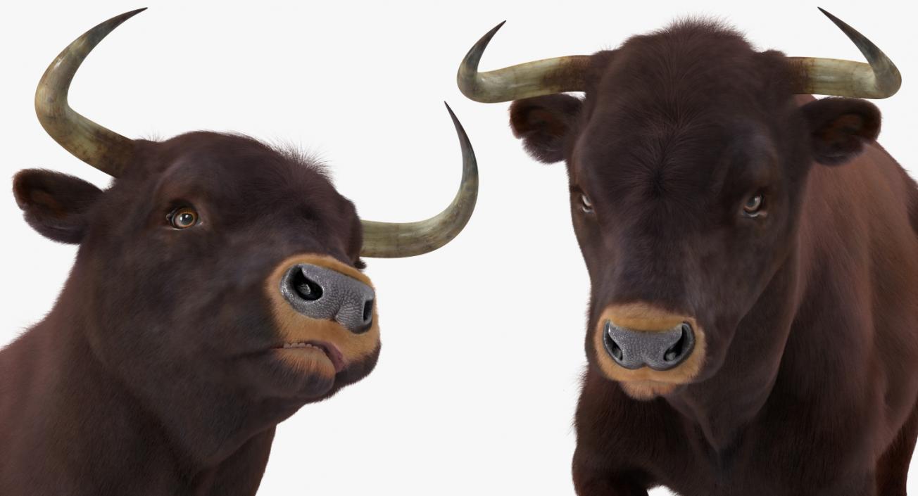 3D Bull Running Pose with Fur