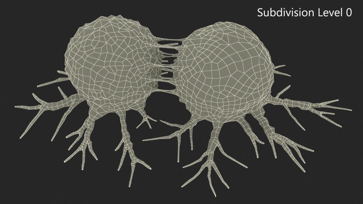 3D model Cancer Cell Dividing