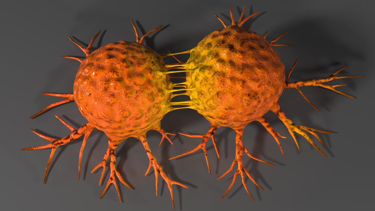 3D model Cancer Cell Dividing