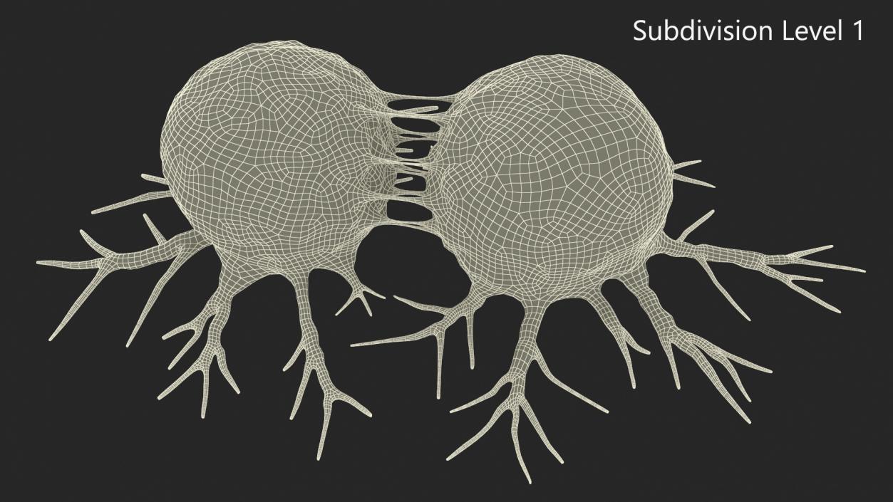 3D model Cancer Cell Dividing