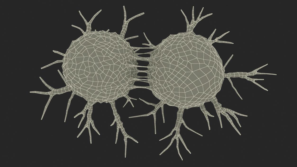 3D model Cancer Cell Dividing