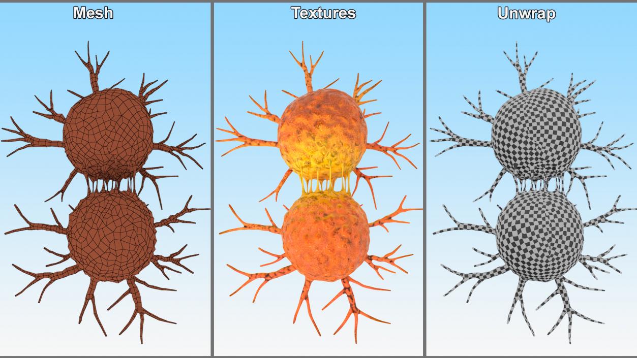 3D model Cancer Cell Dividing