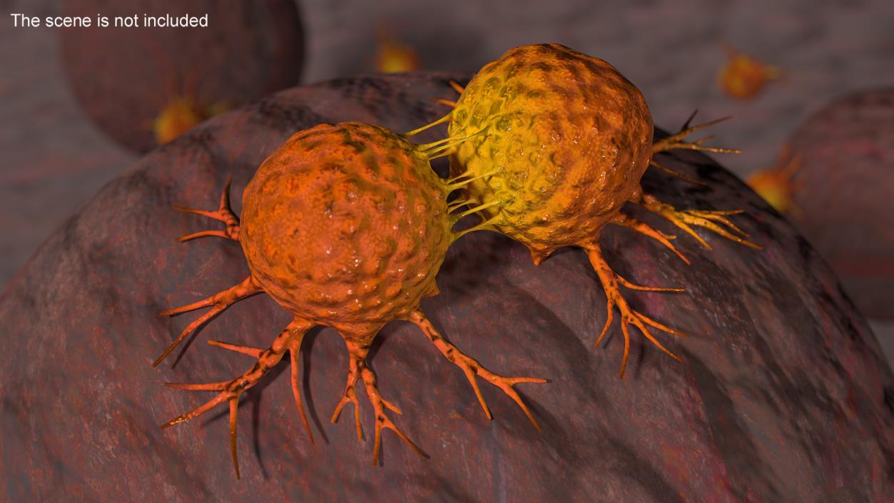 3D model Cancer Cell Dividing