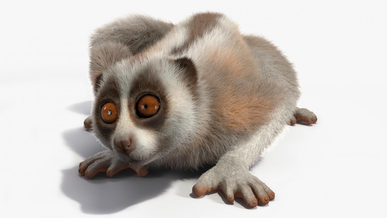 Bornean Slow Loris Fur 3D