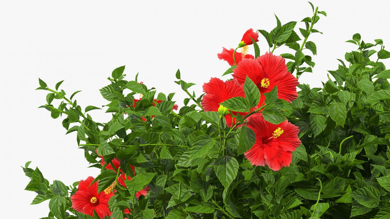 Flowering Hibiscus Bush Red 3D