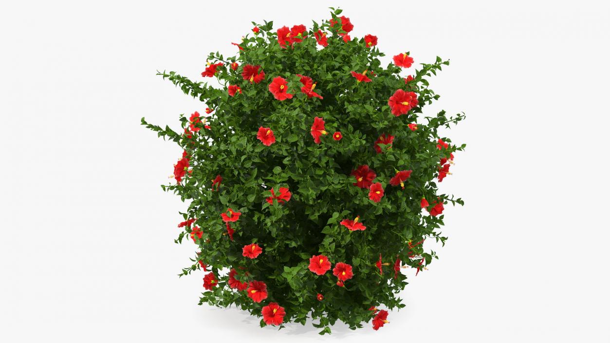 Flowering Hibiscus Bush Red 3D