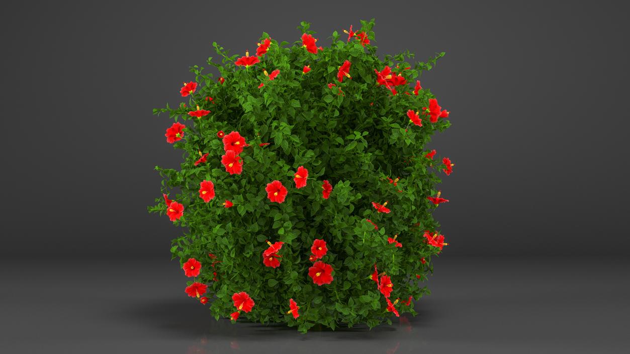 Flowering Hibiscus Bush Red 3D