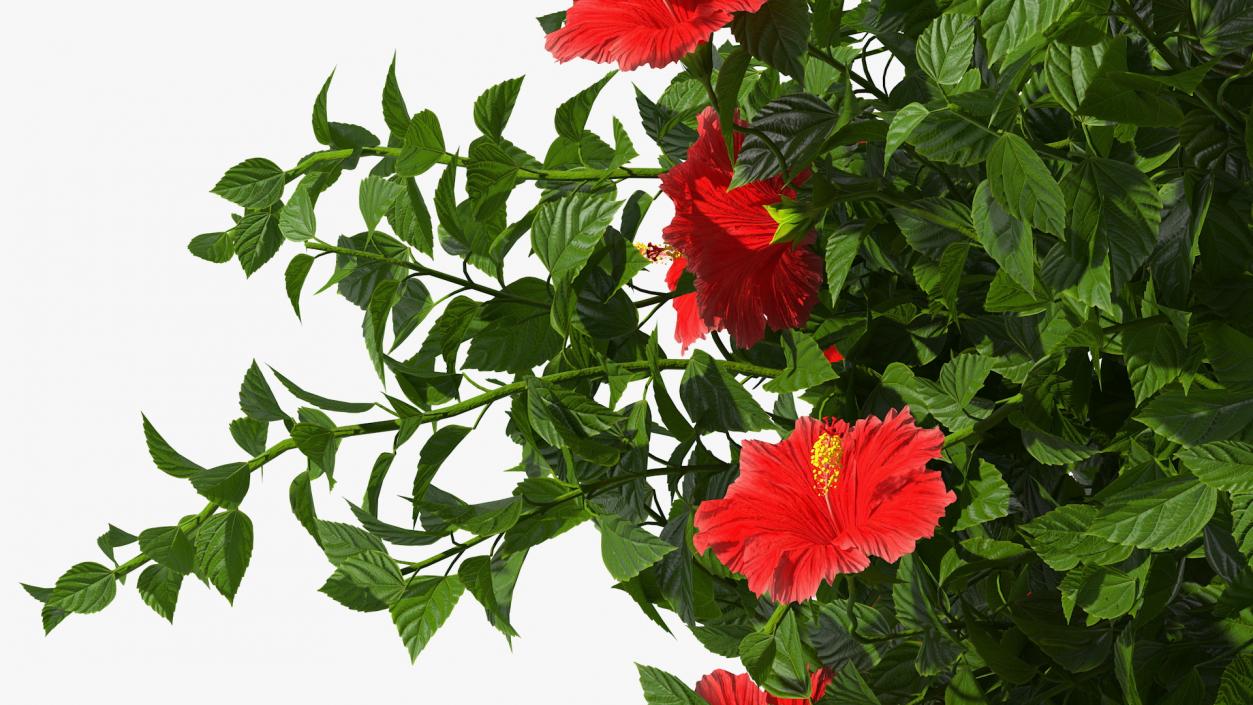 Flowering Hibiscus Bush Red 3D