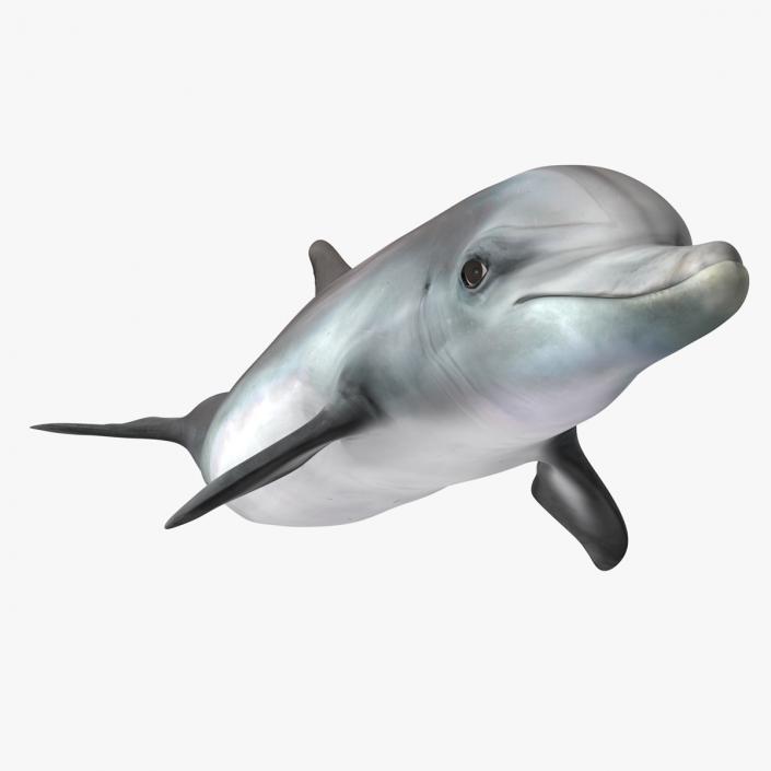 Dolphin Swimming Animated for Maya 3D model